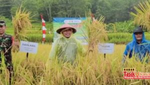 Sekda Kabupaten Tasikmalaya H.M Zen Panen Padi Organik Bersama Petani Di Desa Padawaras Cipatujah